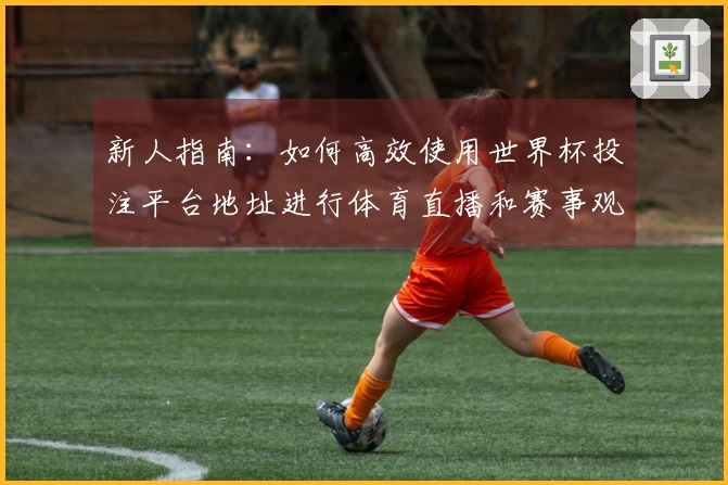 新人指南：如何高效使用世界杯投注平台地址进行体育直播和赛事观赏